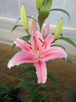 [5325 Piston Cup VWS No01.JPG]